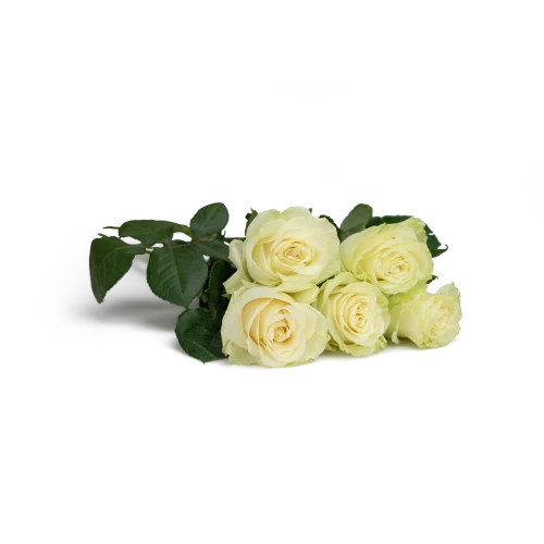 Kytice růží
